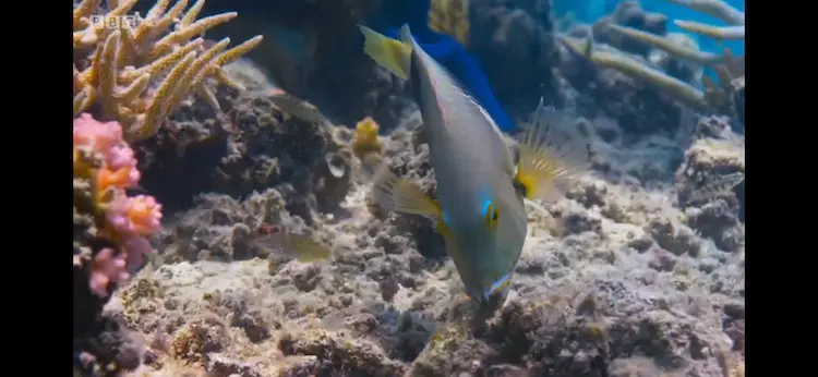 Orange-dotted tuskfish (Choerodon anchorago) as shown in Blue Planet II - One Ocean